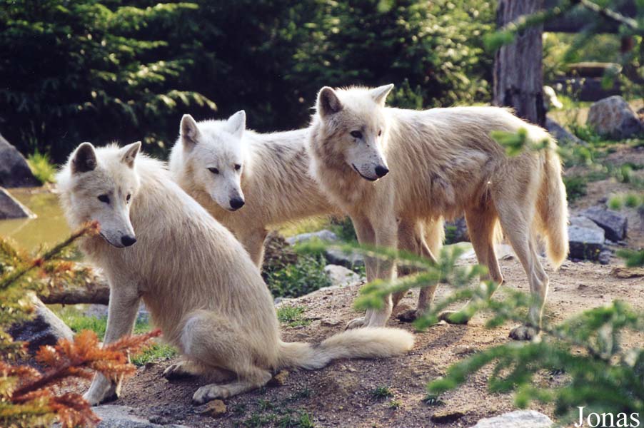 Canis lupus arctos