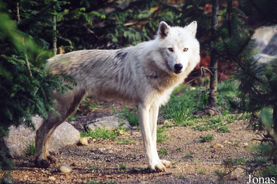 Canis lupus arctos