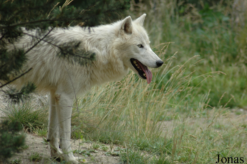 Canis lupus arctos