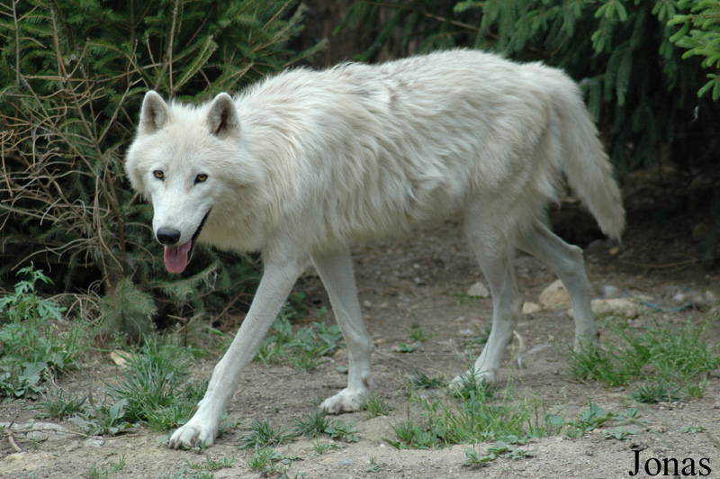 Canis lupus arctos