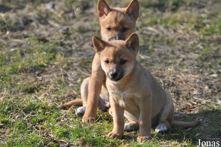 Canis lupus dingo