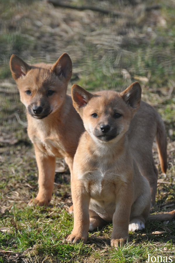 Canis lupus dingo