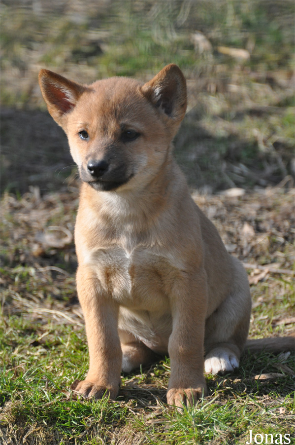 Canis lupus dingo