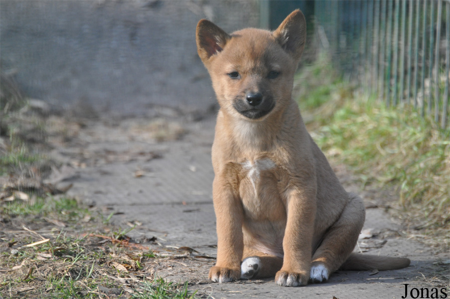 Canis lupus dingo