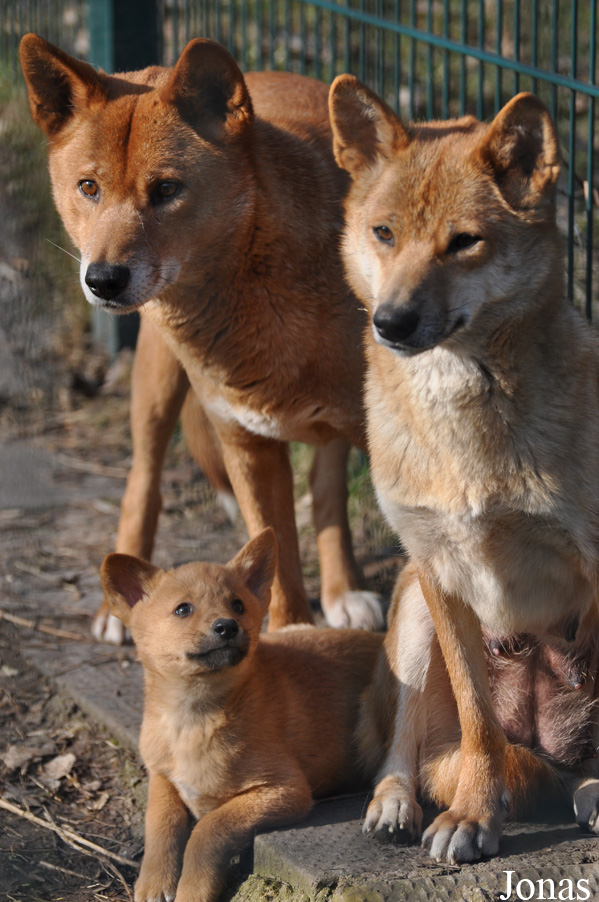 Canis lupus dingo
