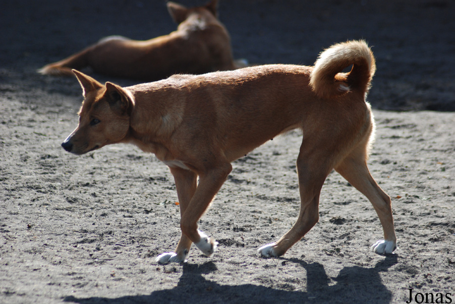 Canis lupus dingo