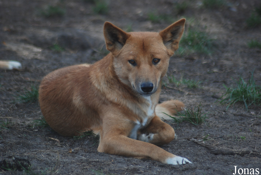 Canis lupus dingo