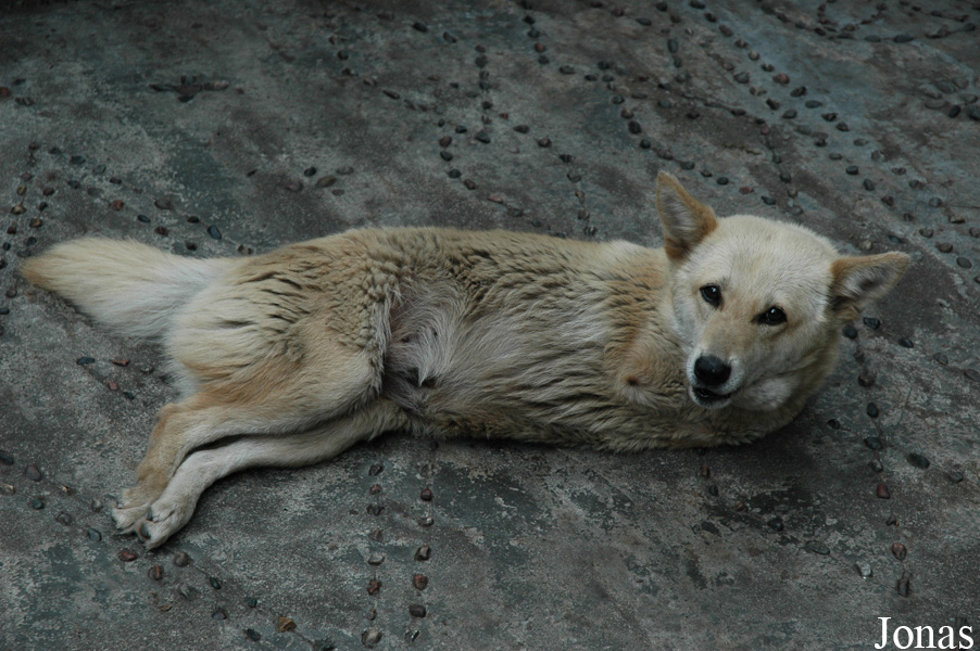 Canis lupus familiaris