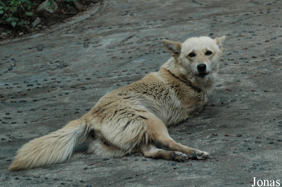 Canis lupus familiaris