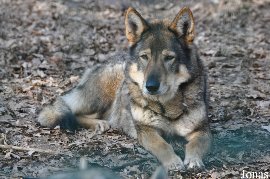 Canis lupus familiaris