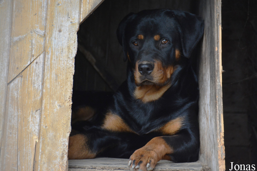 Canis lupus familiaris