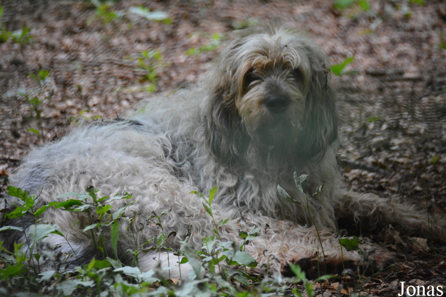 Canis lupus familiaris