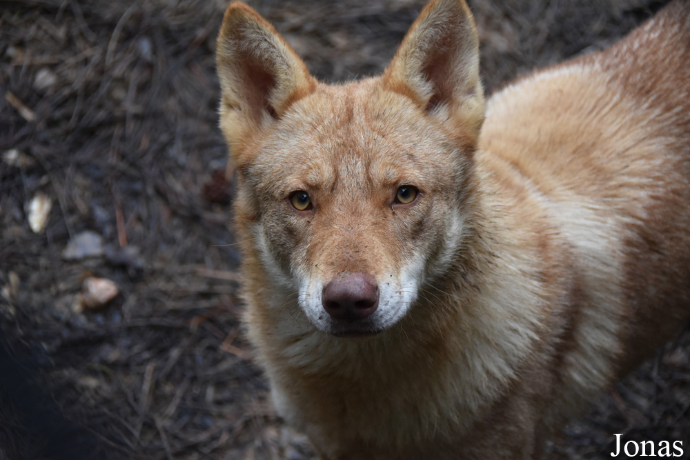 Canis lupus familiaris