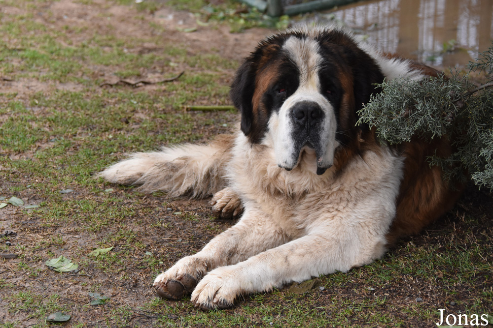Canis lupus familiaris
