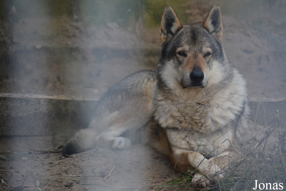 Canis lupus familiaris