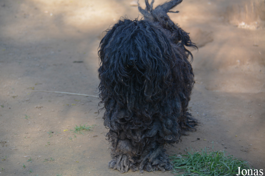 Canis lupus familiaris