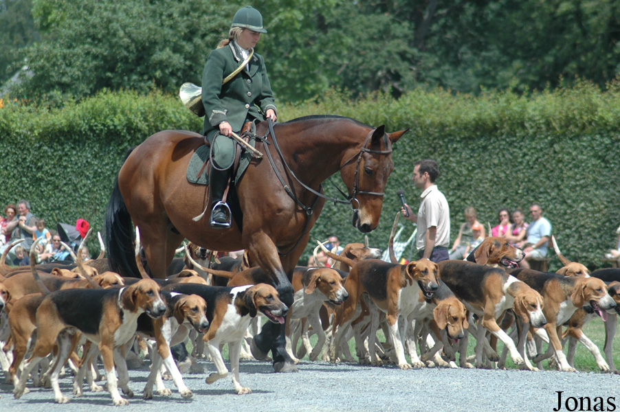 Canis lupus familiaris