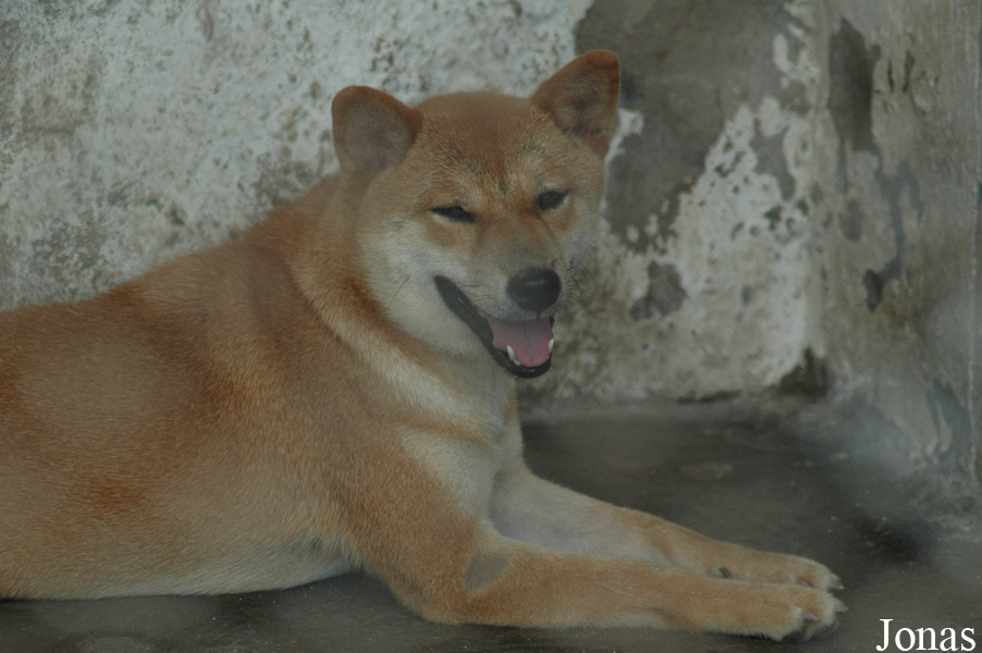 Canis lupus familiaris