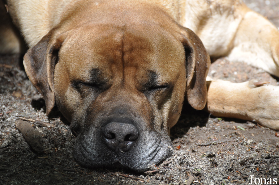 Canis lupus familiaris