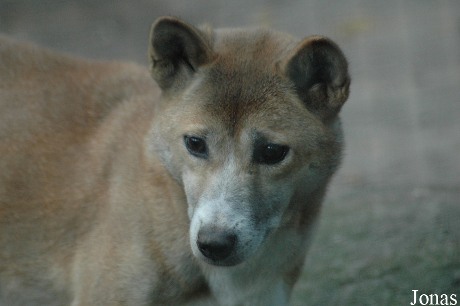Canis lupus hallstromi