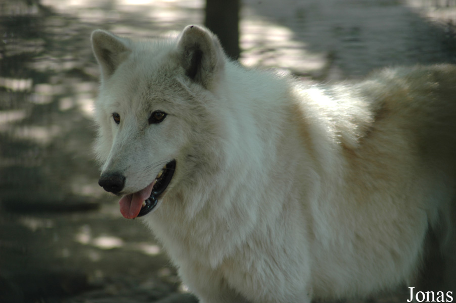 Canis lupus hudsonicus