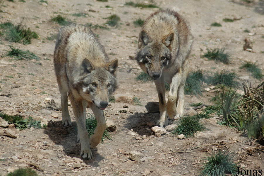 Canis lupus lupus