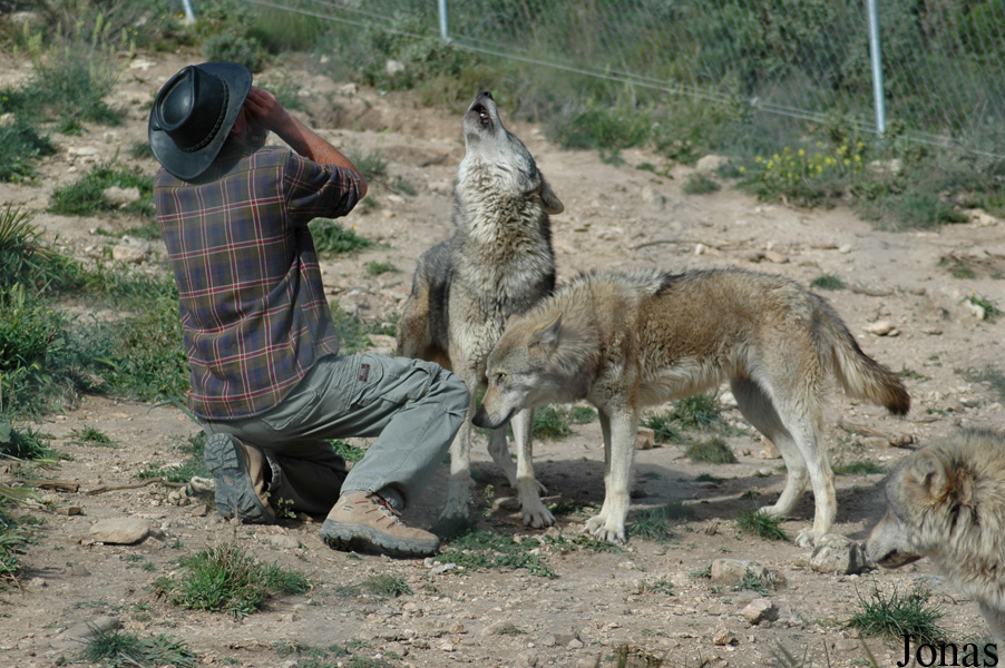 Canis lupus lupus