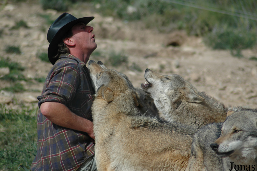 Canis lupus lupus
