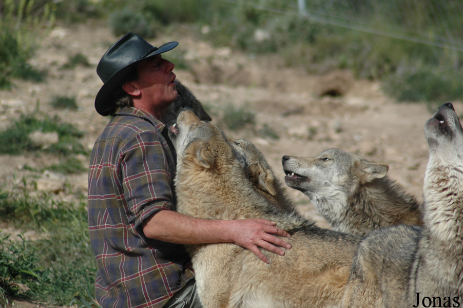 Canis lupus lupus