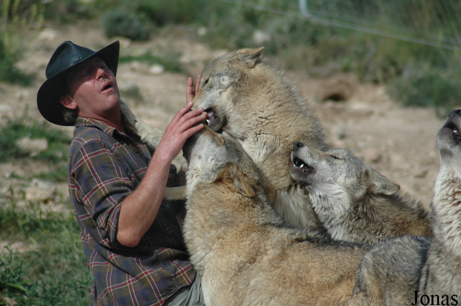 Canis lupus lupus