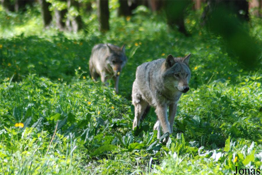 Canis lupus lupus