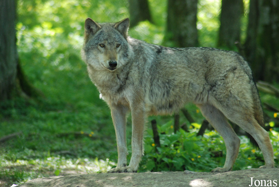 Canis lupus lupus