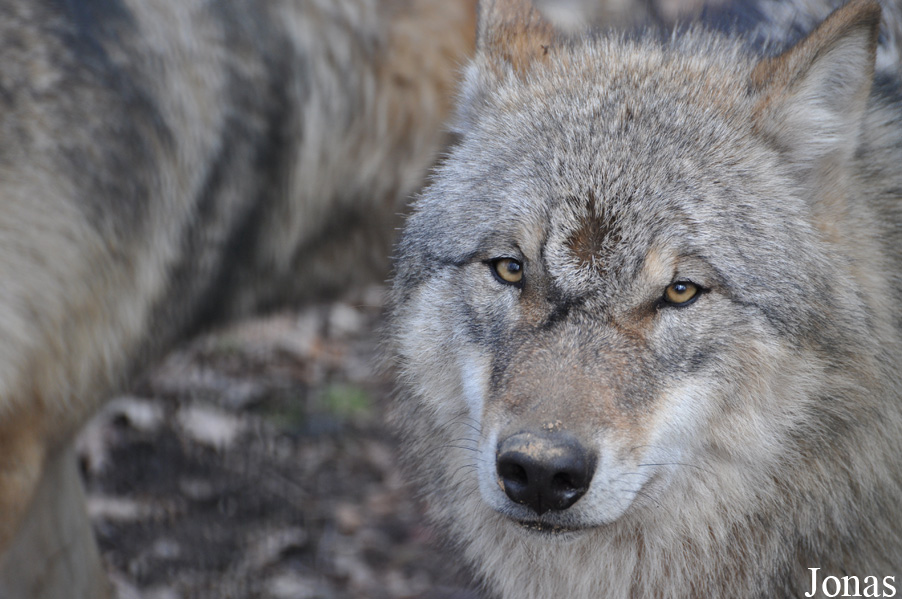 Canis lupus lupus