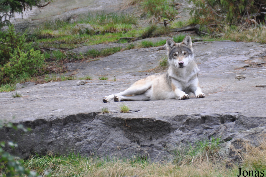 Canis lupus lupus