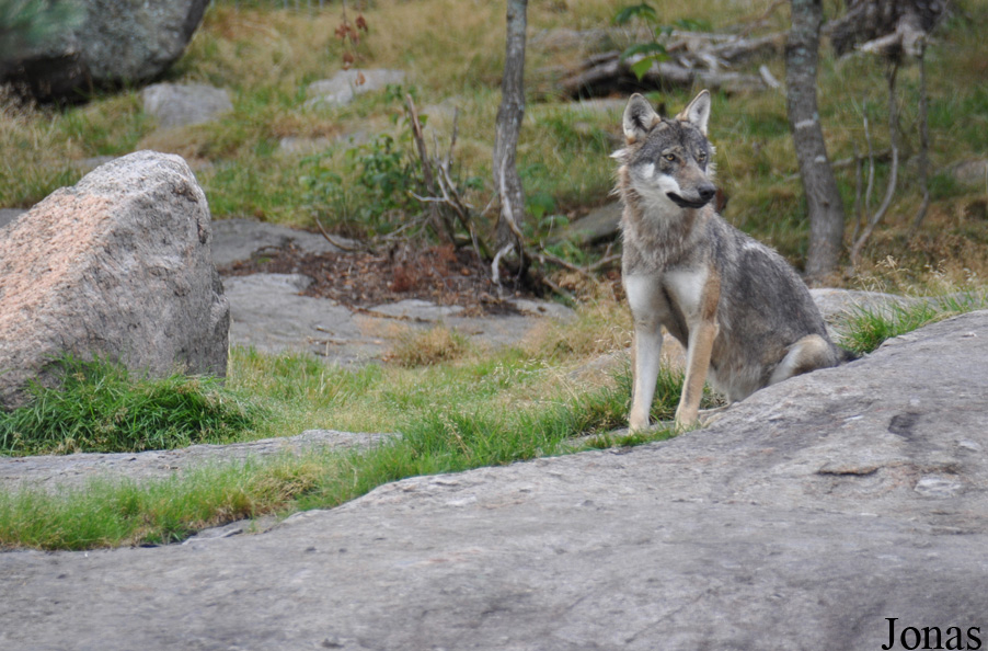 Canis lupus lupus