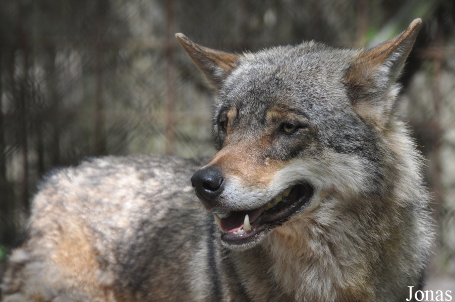 Canis lupus lupus