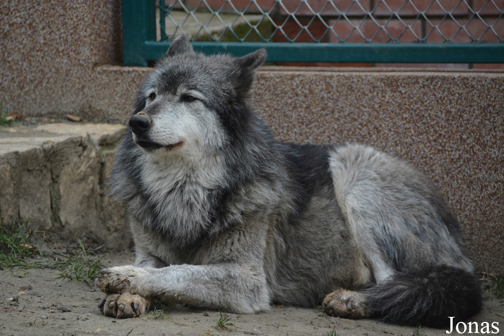 Canis lupus occidentalis