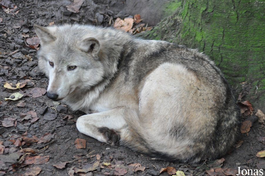 Canis lupus occidentalis