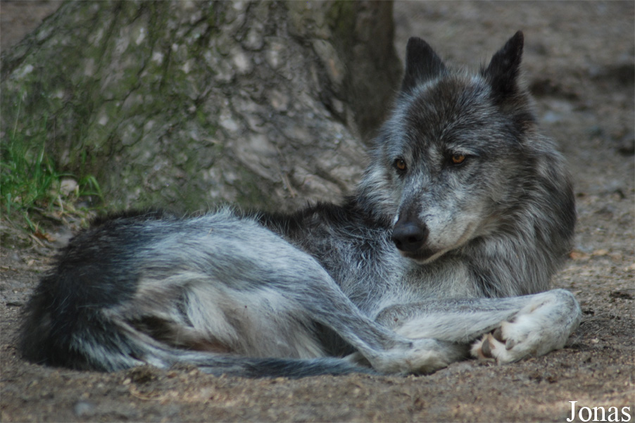 Canis lupus occidentalis