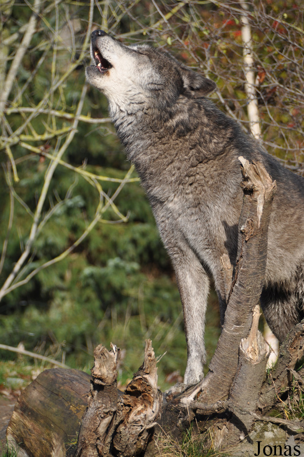 Canis lupus occidentalis