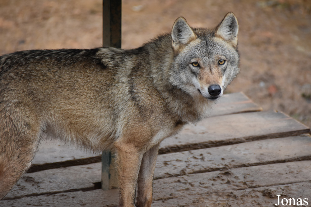 Canis lupus pallipes