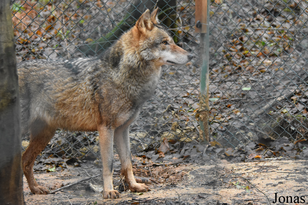Canis lupus pallipes