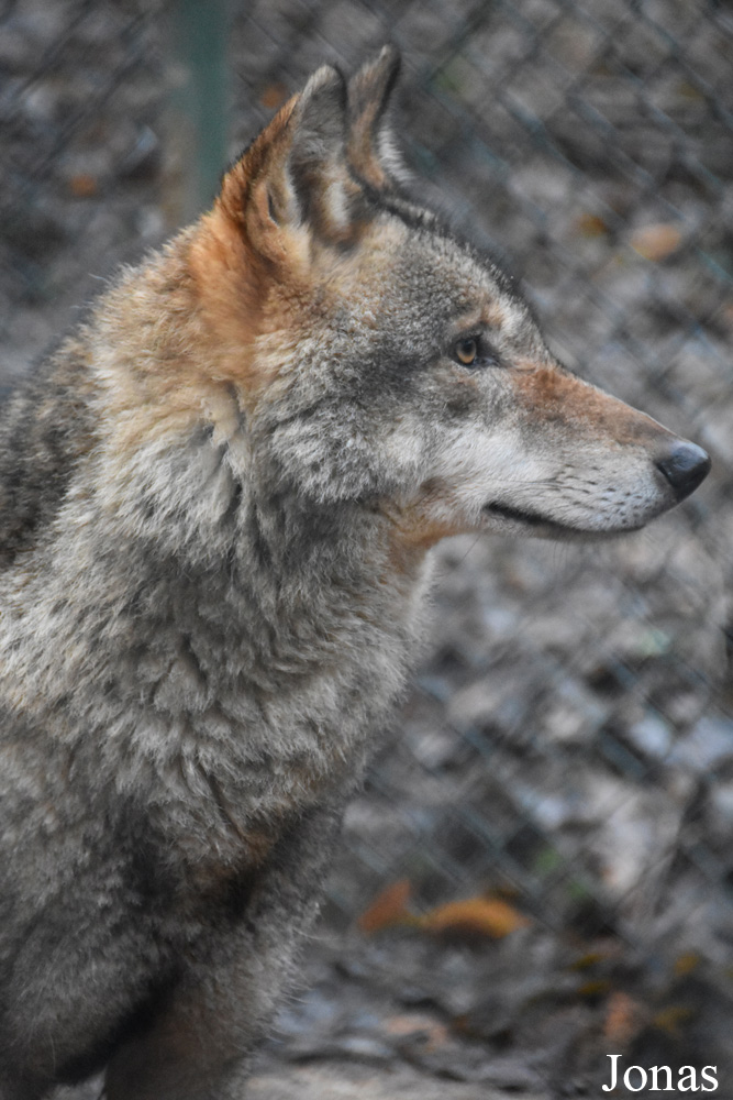 Canis lupus pallipes