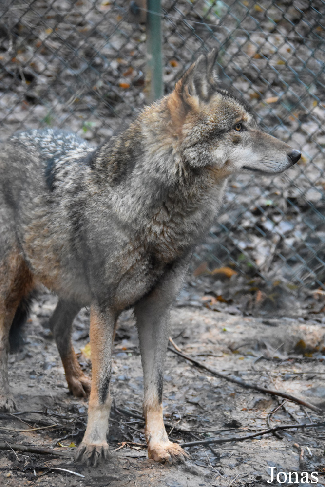 Canis lupus pallipes
