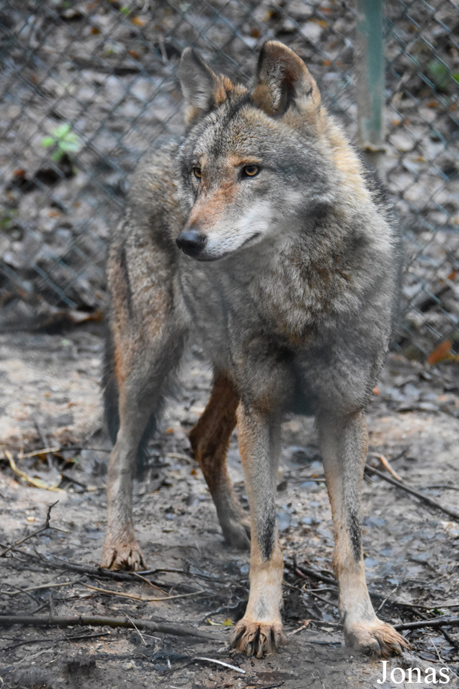 Canis lupus pallipes