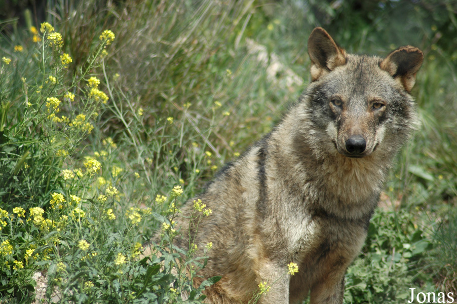Canis lupus signatus