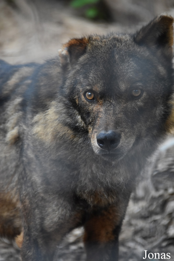 Canis lupus signatus