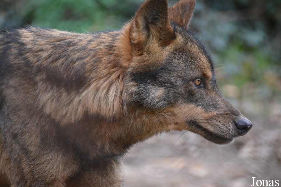Canis lupus signatus