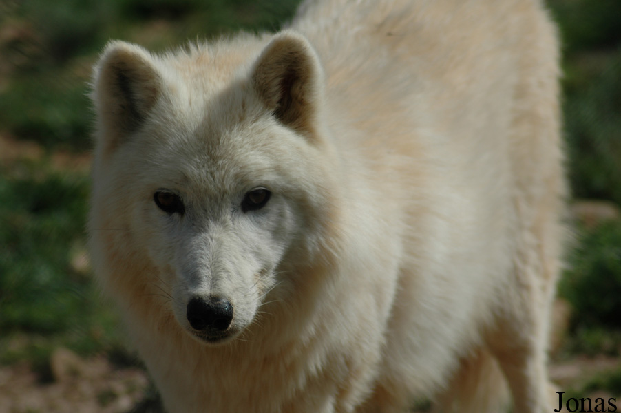 Canis lupus tundrarum