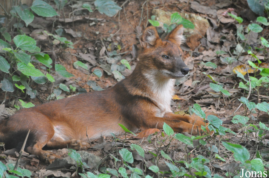 Cuon alpinus